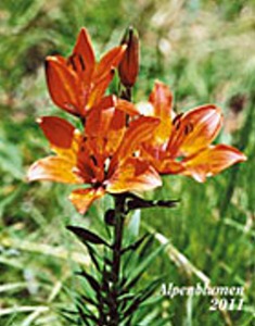 , AlpenBlumen 2011. Calendario Fiori delle Alpi