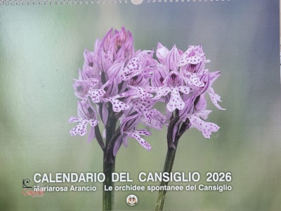 Ingrandisci immagine