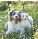 ALPHA EDITION, Calendario 2026 Hunde Dogs