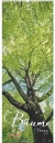 ALPHA EDITION, Baume Trees Alberi Calendario 2027 25x69